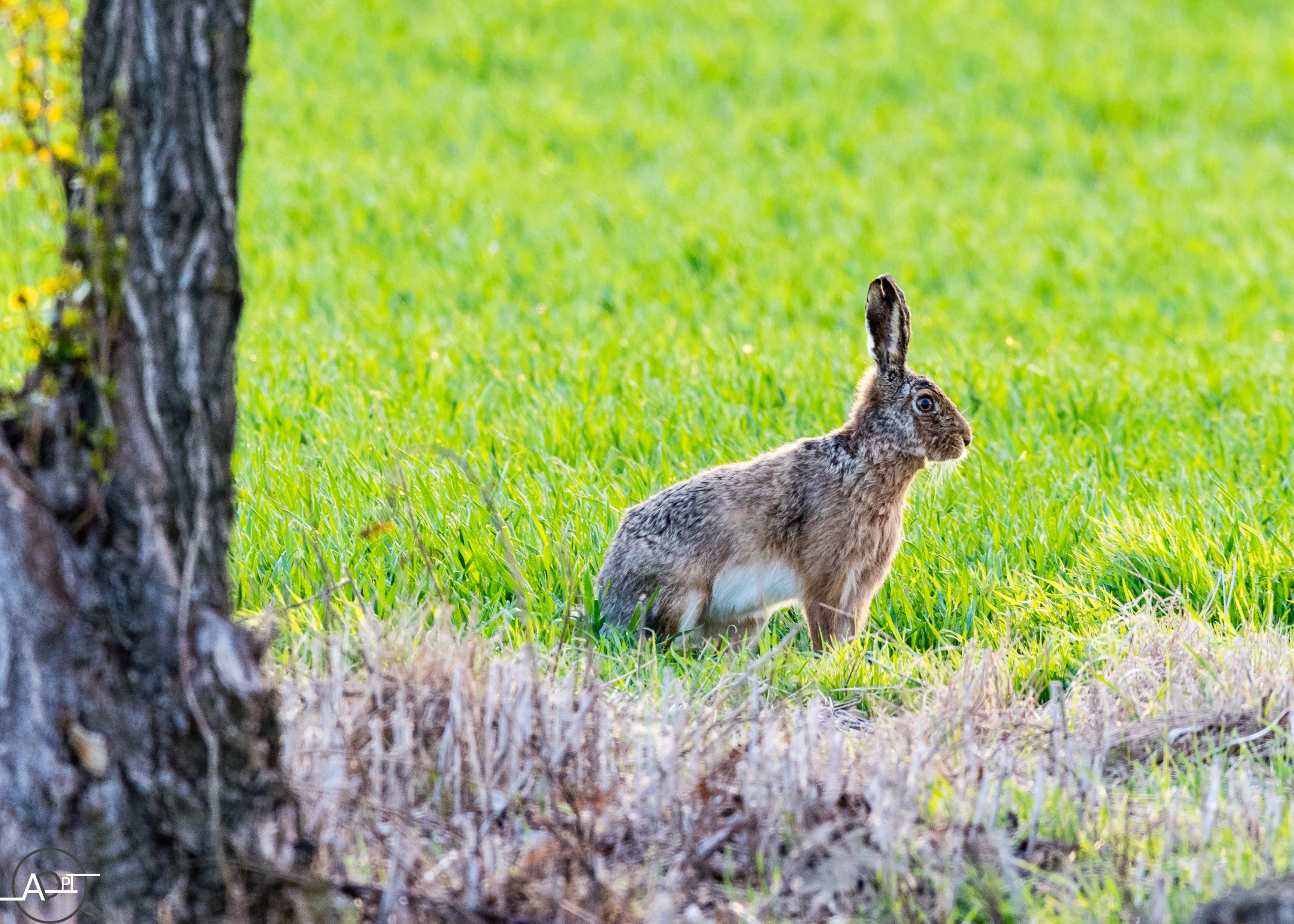 Hare On The Lookout