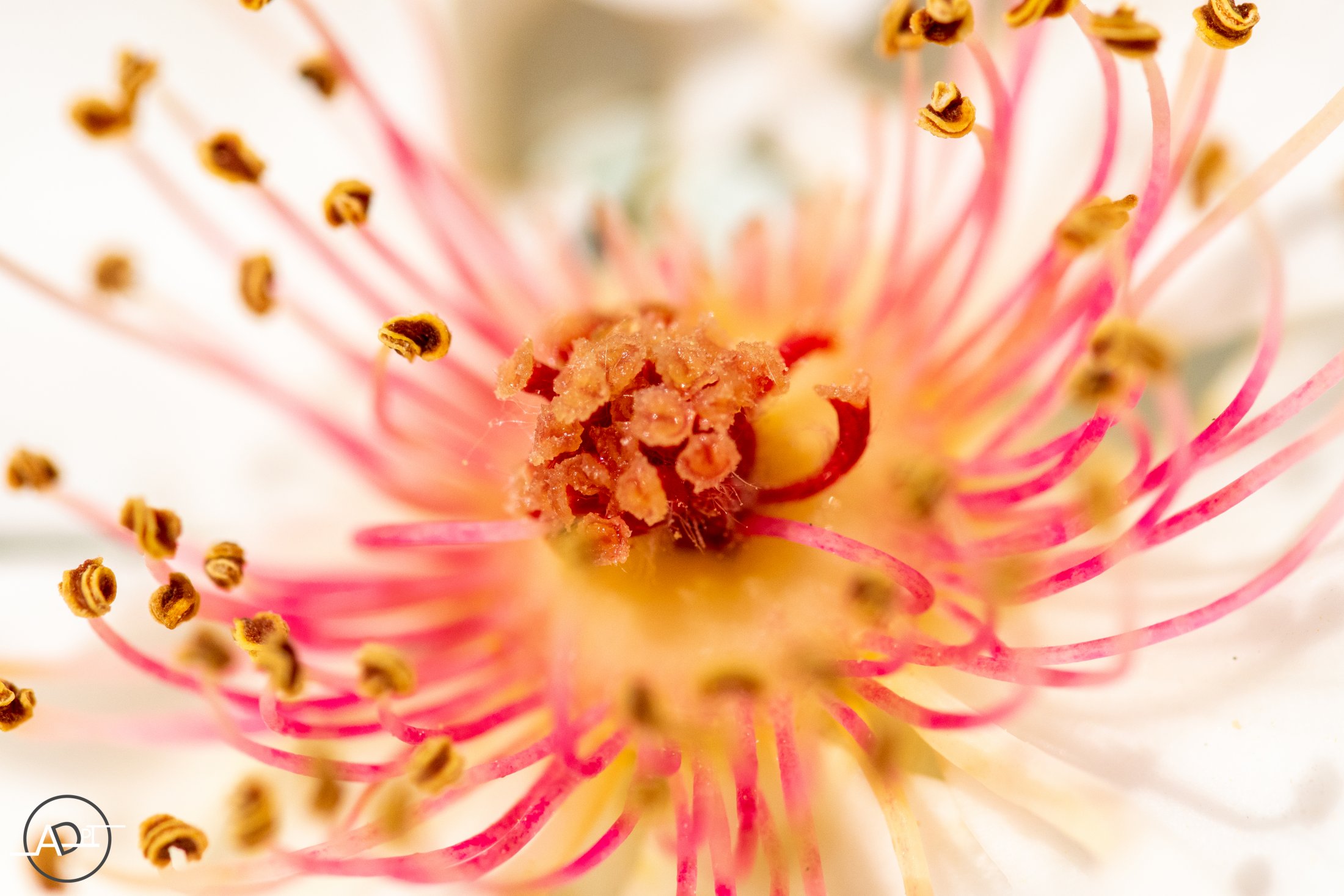 Pollen De Rose